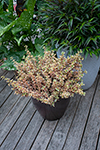Coprosma  Rainbow Connection